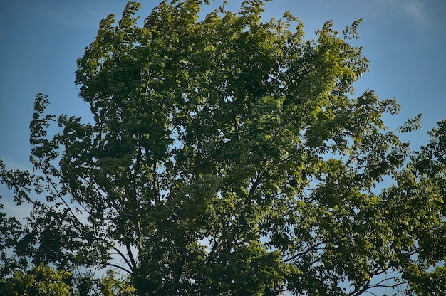 Lindeboom, typisch voor de Padana-vlakte, in de zomer bewogen door de sterke wind van een zomerdag.