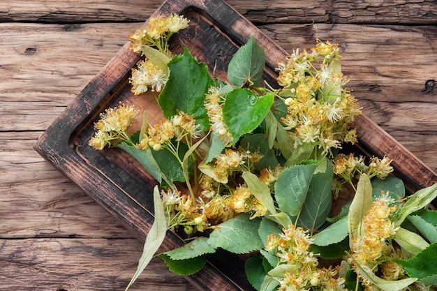 Linden bladeren en bloemen