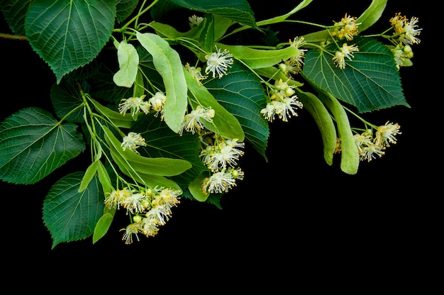 Linden bloemen geïsoleerd op zwart