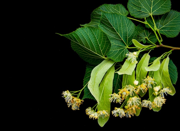 Linden bloemen geïsoleerd op zwart