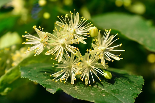 Linden bloemen tussen groene bladeren