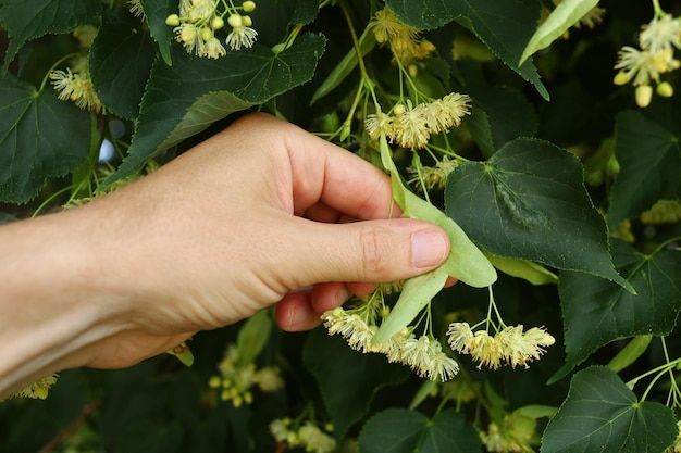 Linden blossoms Linden in summer