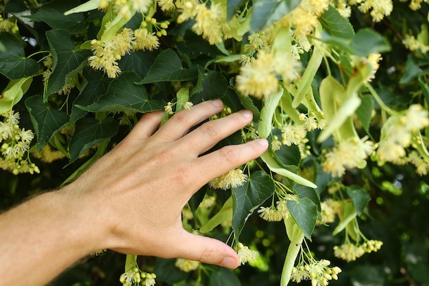 リンデンは夏にリンデンを開花します