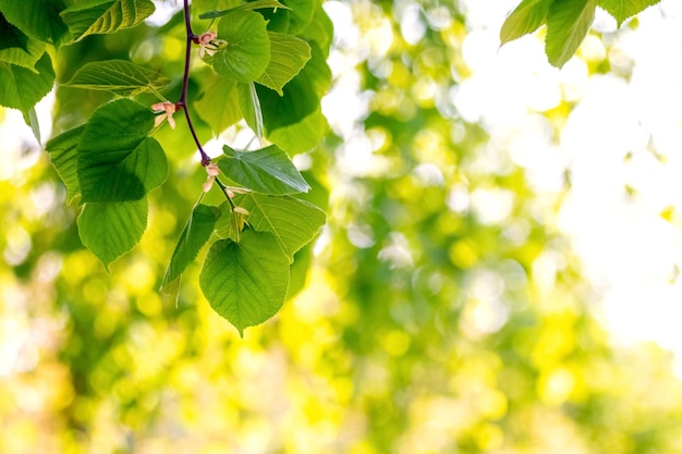 A linden branch with young green leaves on a tree in the garden