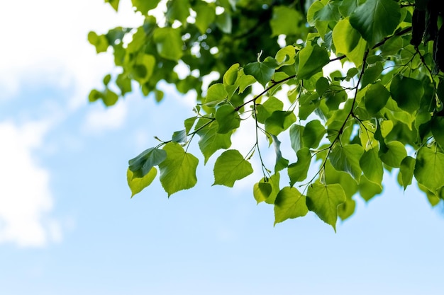 Ветки липы с молодыми свежими листьями на фоне неба в солнечную погоду