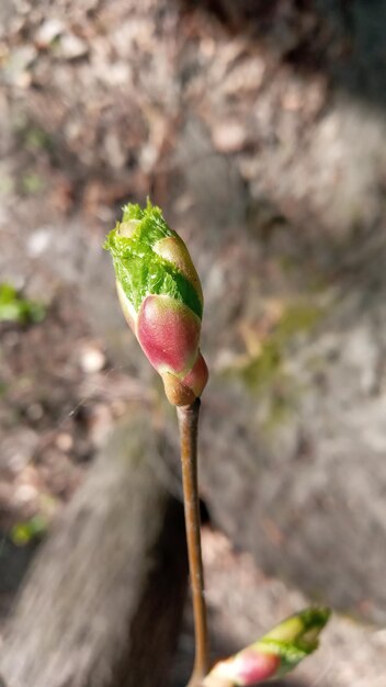 Linden bud embryonic shoot macro view tree branch buds soft background spring time concept