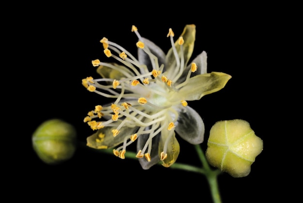 Linden flower close up