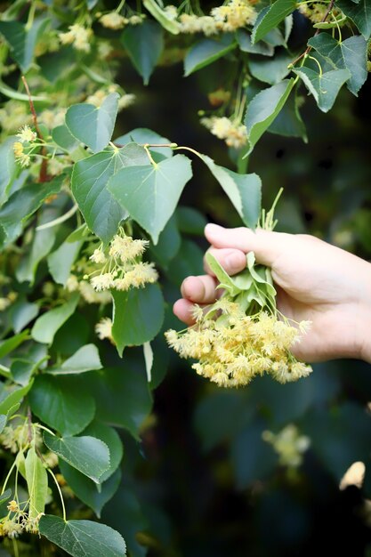 Linden flowers in hands