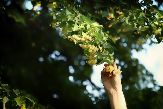 Linden flowers in hands