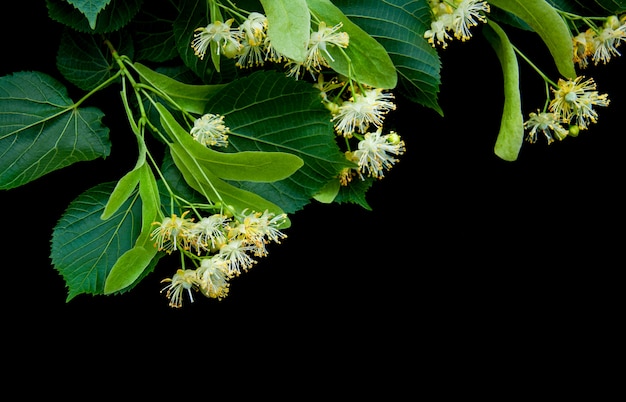 Photo linden flowers isolated on black