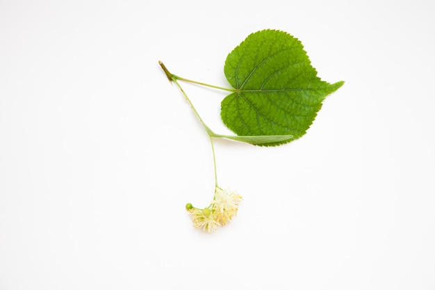 Linden flowers and linden leaves on a white background