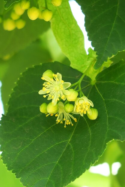 linden flowers on a linden tree branch