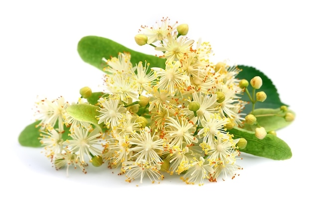 写真 白地にリンデンの花