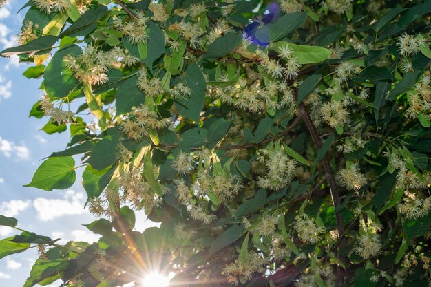 Linden flowers on tree branches in the sun outdoors