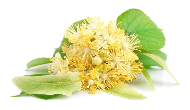 Linden flowers