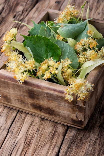 Linden leaves and flowers