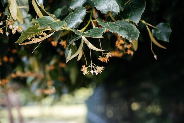 Linden or tilia tree flowers and leaves