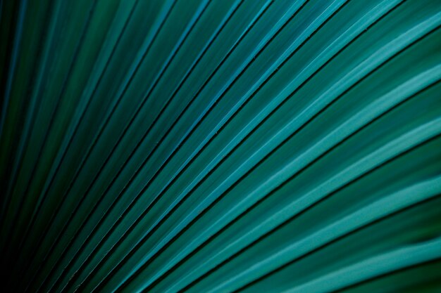 Line of green palm leaves in the garden.