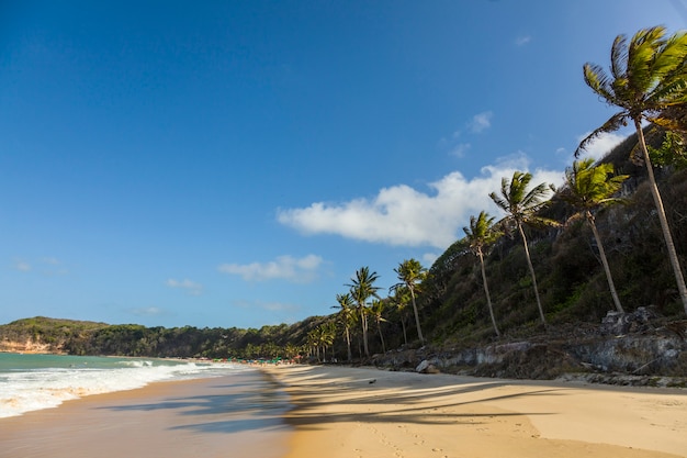 line of Palm trees in a brazilian beach.