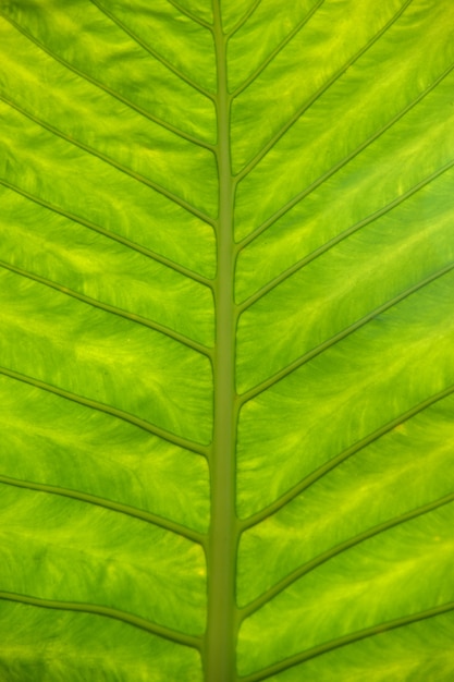 Foto linea e motivo di una grande foglia verde