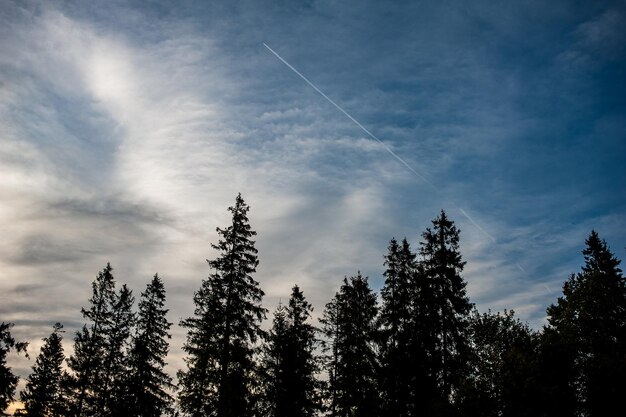 A line of pine trees with a plane in the sky