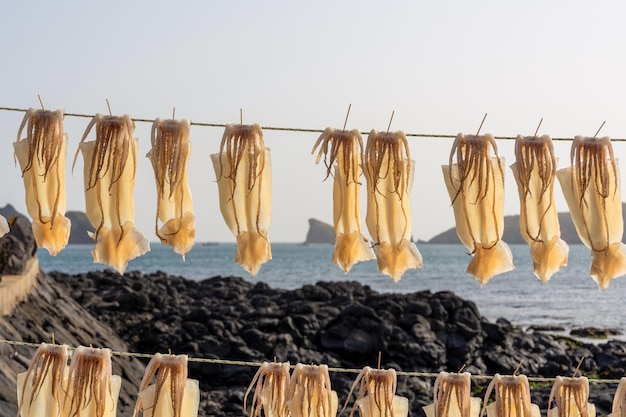 A line of squid drying on a line