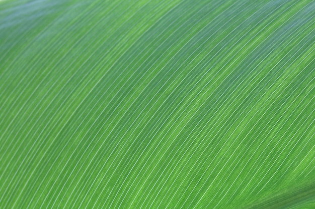 Line texture of Big Leaf in rain forest