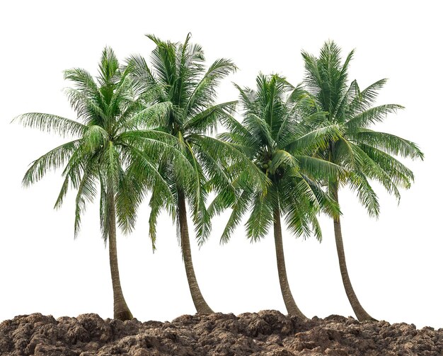 Line up of coconut tree and ground isolated on white background