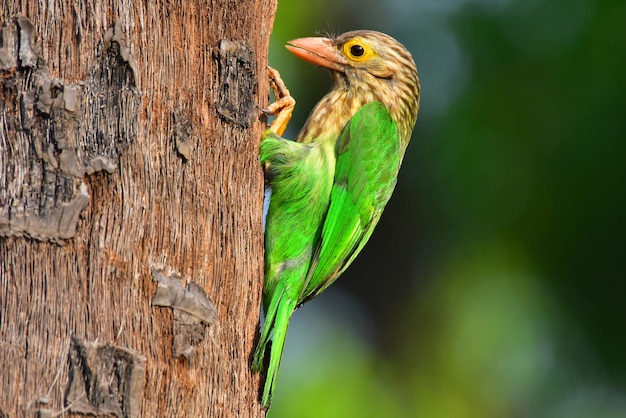 The lineated barbet is an Asian barbet native to the Terai, the Brahmaputra basin to Southeast Asia. It is a frugivore and nests in holes of tree trunks.