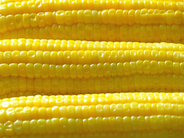 Photo lined up vivid yellow boiled sugar corns for background, texture and banner