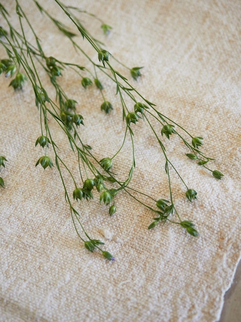 Foto testo di lino fatto di lino visto da vicino della pianta di lino fresco su tessuto naturale fatto di filo di lino