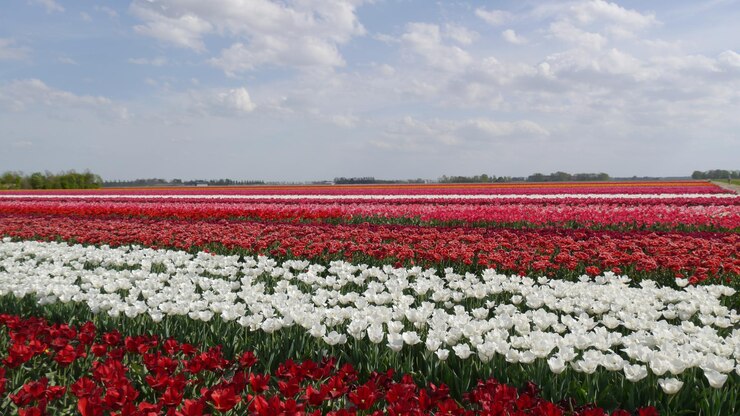 Photo lines of different colors on tulip fields geometric shapes