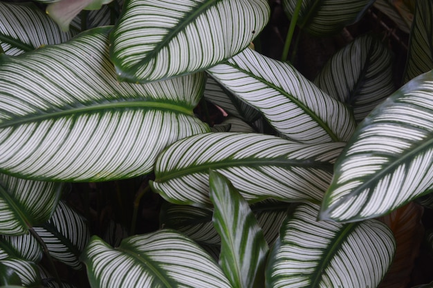 lines of fiber in the green and white leaf closeup