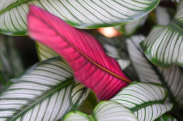 lines of fiber in the green and white leaf closeup