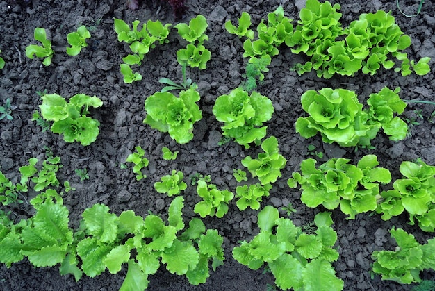 Lines of lettuce salad on a garden patch