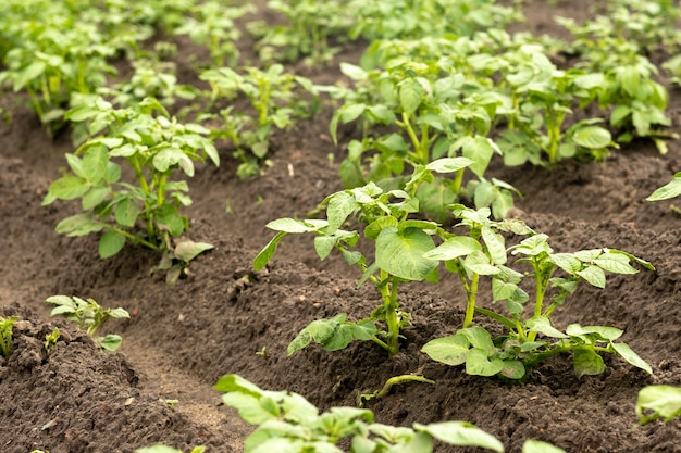 Lines of potato sprouts grow on cultivated land in a vegetable garden