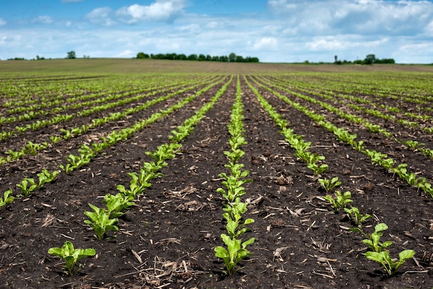 Lines of rows Sugar beet leaves sprouts on field and blue sky