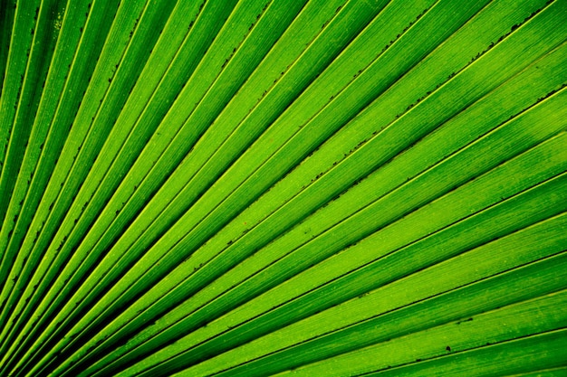 Линии и текстуры фона пальмовых листьев