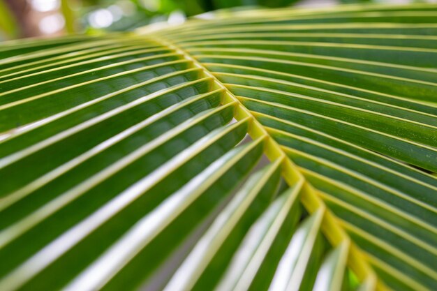 Lines and textures of green palm leaves. Beautiful nature background of tropical forest and jungle