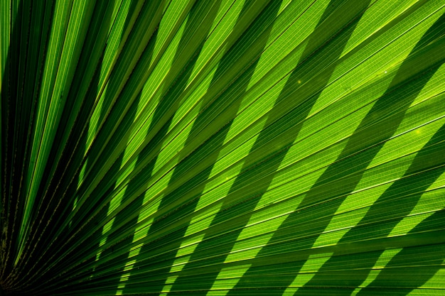 Lines and textures of green palm leaves with shadow