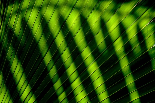 Lines and textures of green palm leaves with shadow