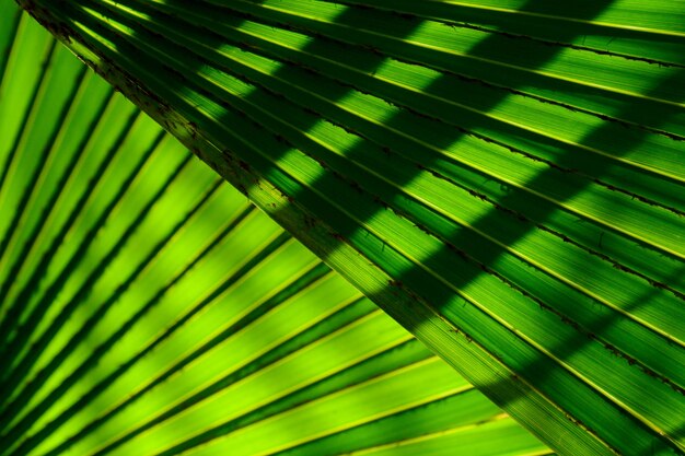 Lines and textures of green palm leaves with shadow