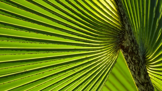 Lines and textures of green palm leaves