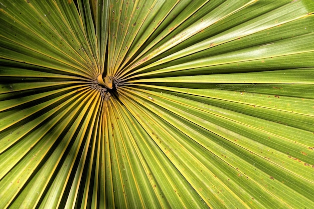 Lines and textures of a palm leaf