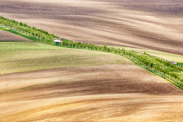 Lines and waves with grass border