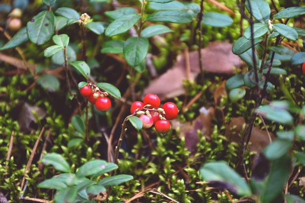 Lingonberry 열매 근접 촬영 야생 딸기 근접 촬영