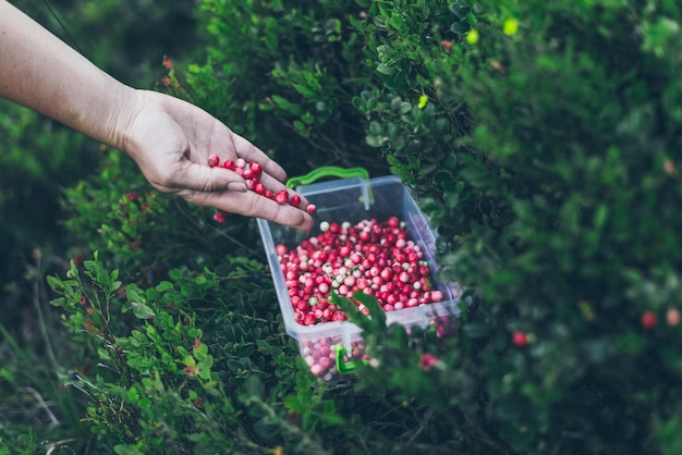 Lingonberry in lunch box. gathering berries in woods