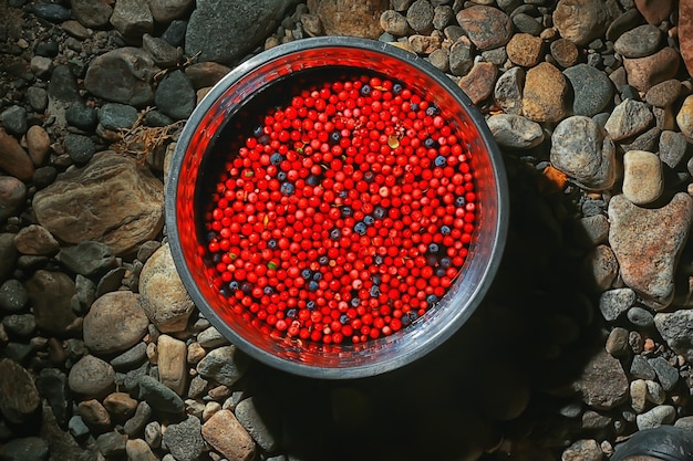 lingonberry wild berries in a bowl wildlife dessert