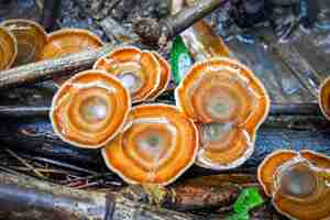 Photo lingzhi mushroom herbal medicine growing on nature forest in the local asia