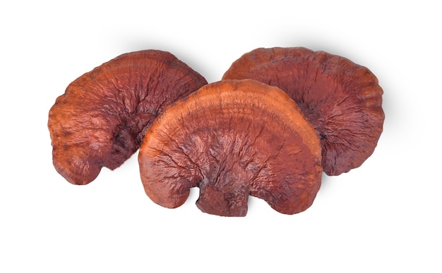 Lingzhi mushroom, Reishi mushroom have property medicine